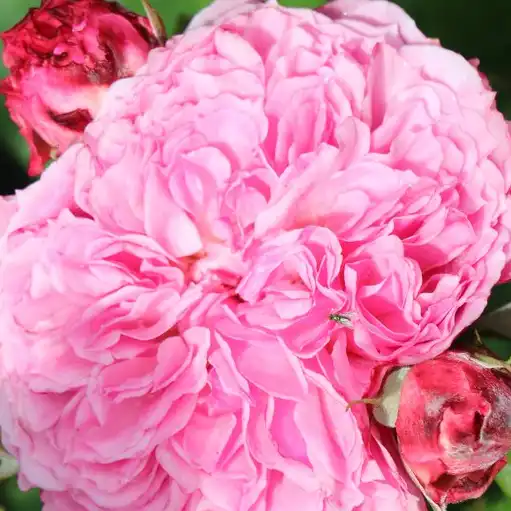Comanda trandafiri online - Roz - trandafir pentru straturi Floribunda - trandafir cu parfum intens -  - PhenoGeno Roses - ,-